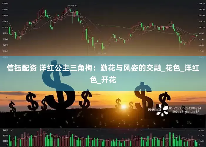 信钰配资 洋红公主三角梅：勤花与风姿的交融_花色_洋红色_开花